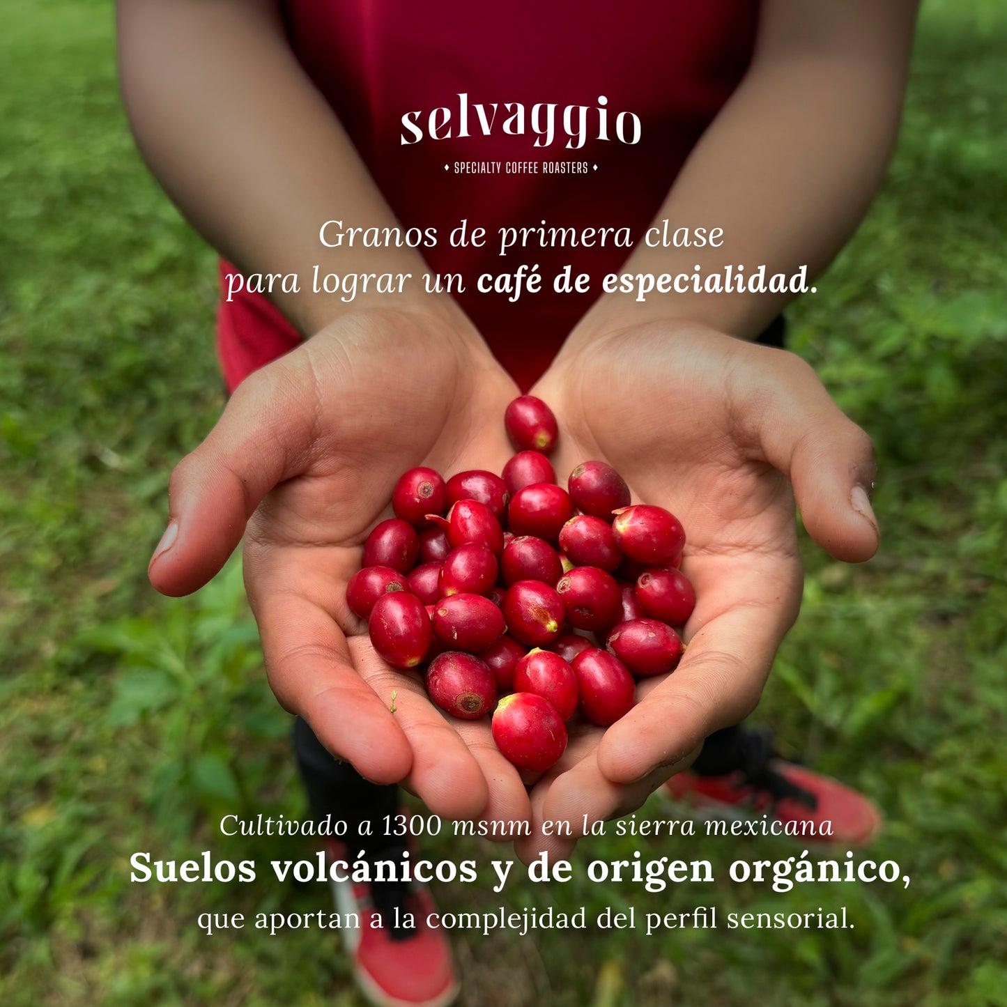 Café de Especialidad Selvaggio en Grano 470 Gramos