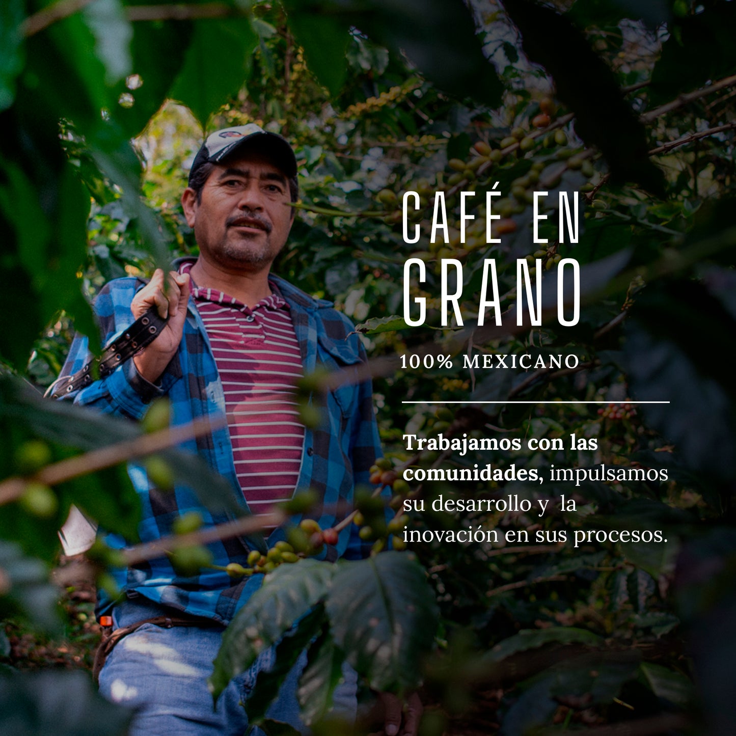 Café de Especialidad Selvaggio en Grano 470 Gramos